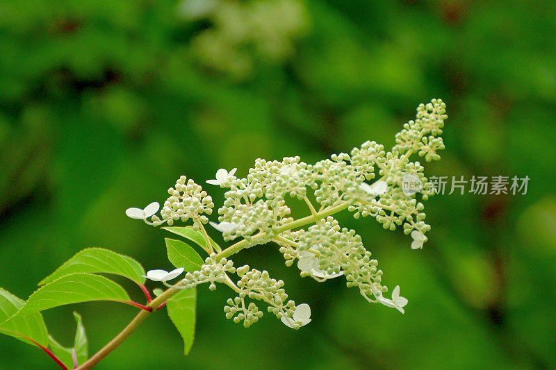 绣球花/圆锥花序绣球花